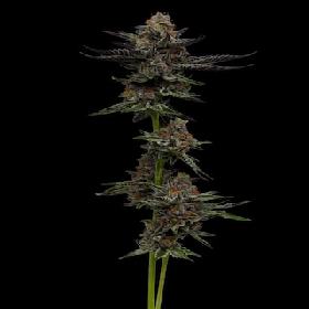 Vanilla Creme Pie > Humboldt Seed Company